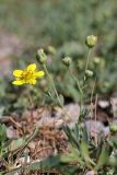 Potentilla orientalis. Верхушка цветущего растения. Южный Казахстан, горы Алатау (Даубаба), Западное ущелье. 15.05.2014.