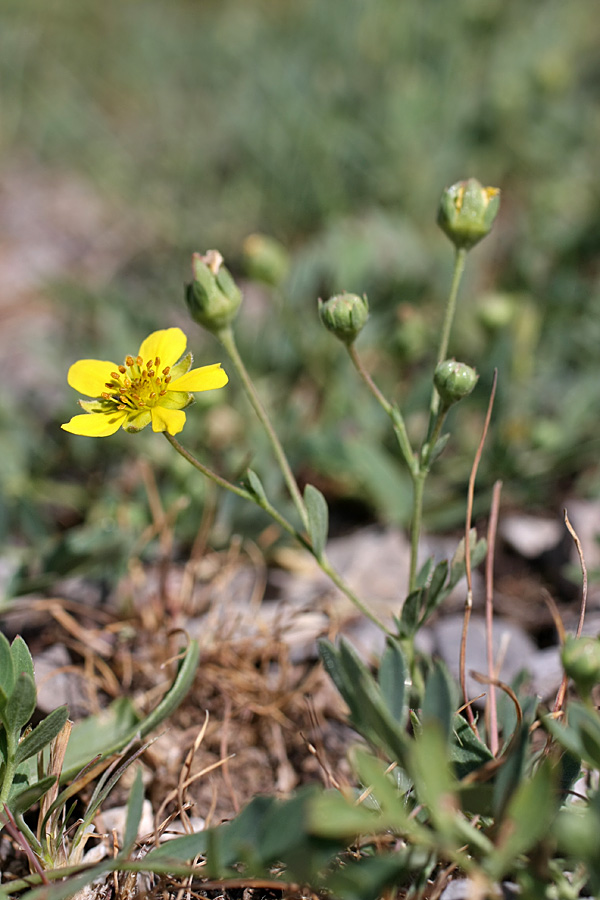 Изображение особи Potentilla orientalis.