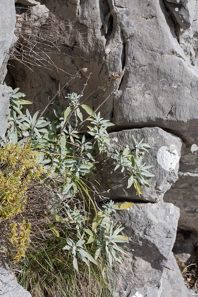 Image of Salvia officinalis specimen.