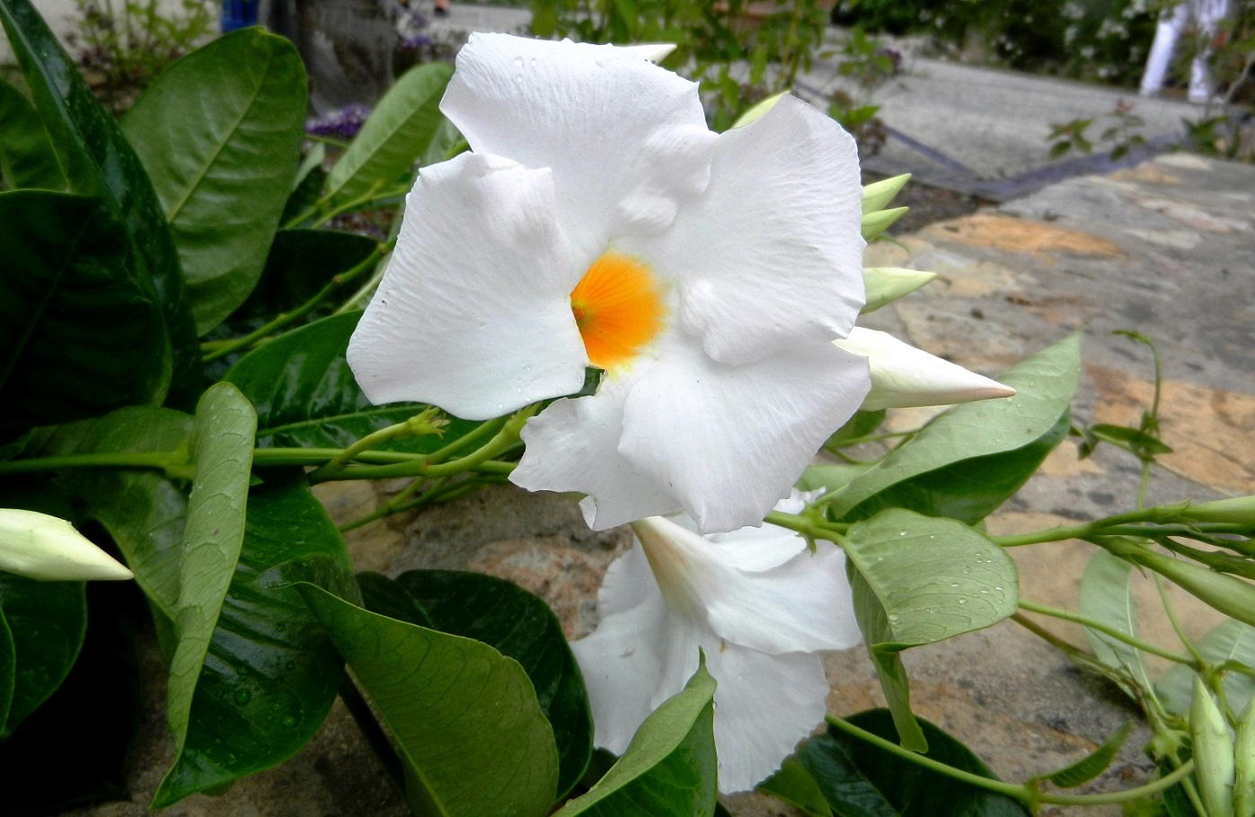 Image of Chonemorpha fragrans specimen.