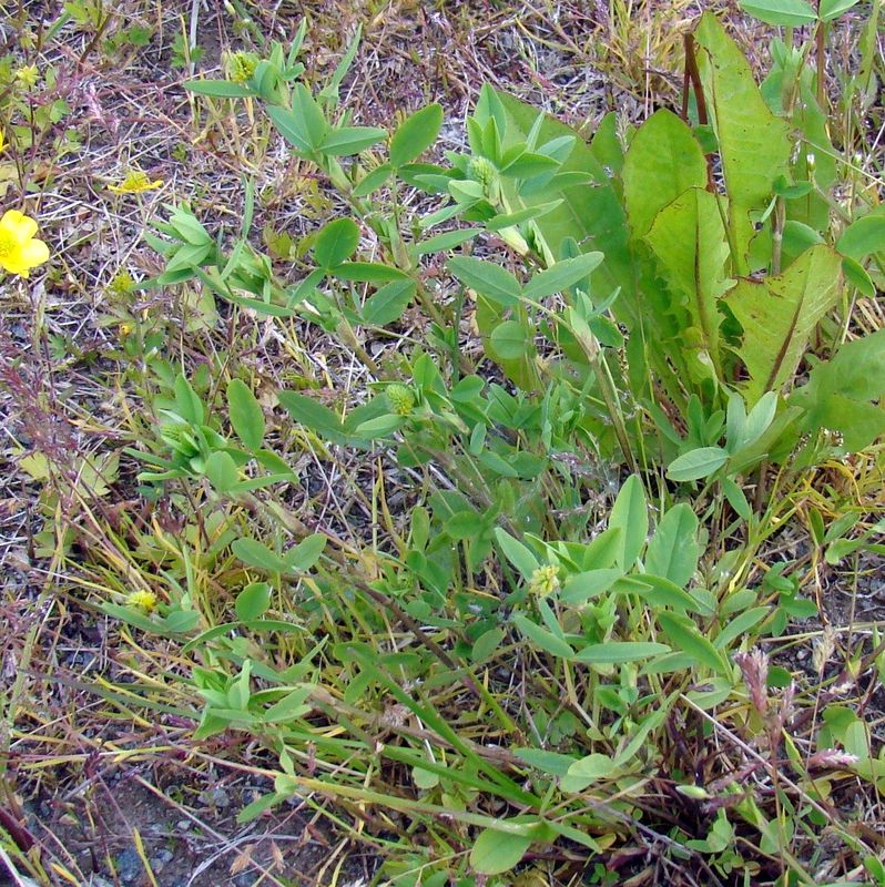 Image of Trifolium spadiceum specimen.