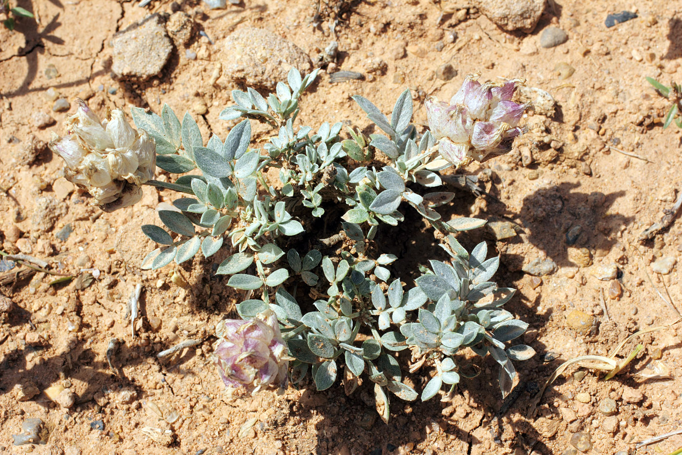 Изображение особи Astragalus schrenkianus.