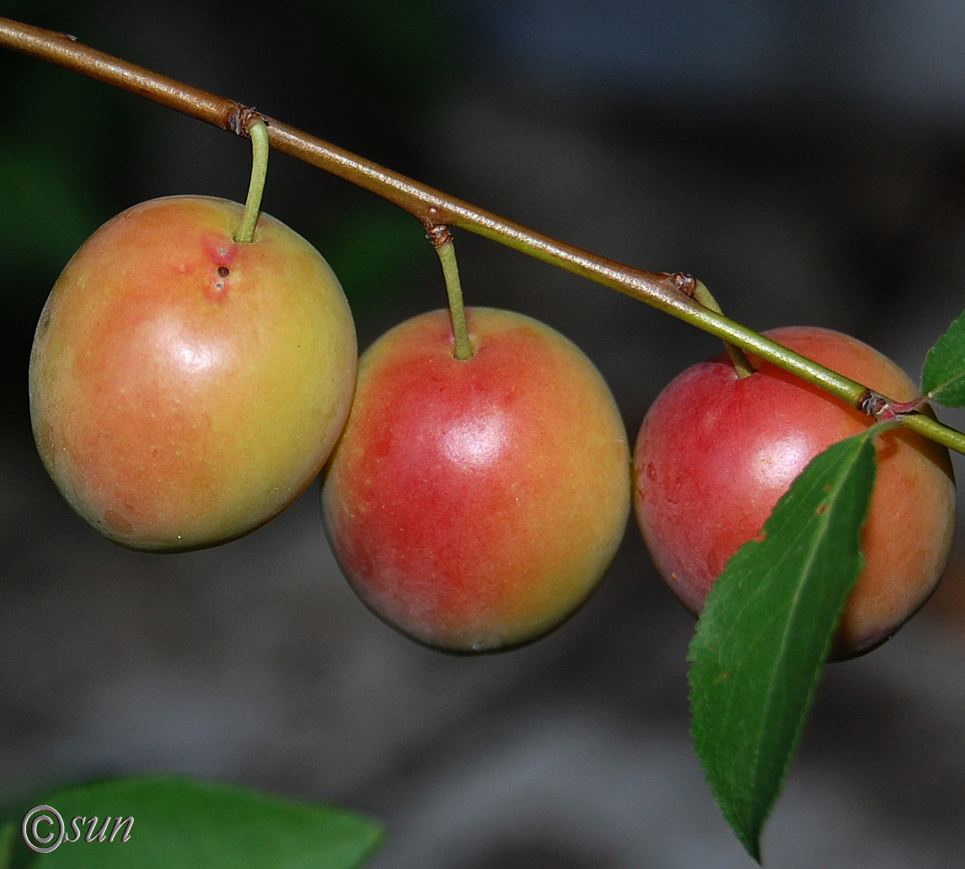 Image of Prunus cerasifera specimen.