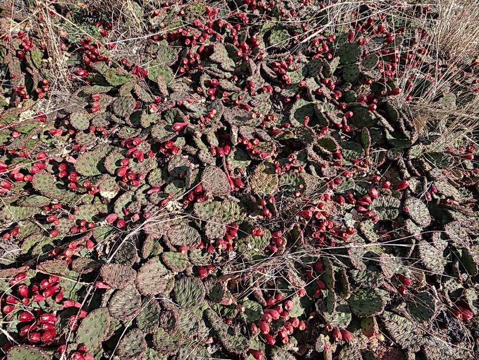 Image of Opuntia humifusa specimen.