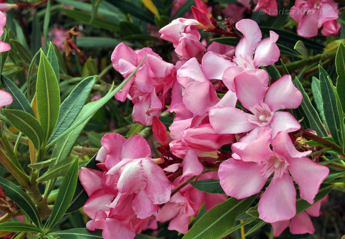 Изображение особи Nerium oleander.