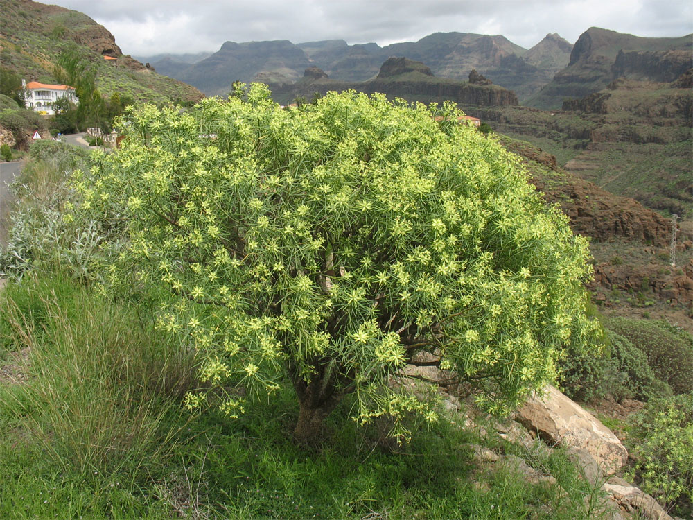 Изображение особи Euphorbia regis-jubae.