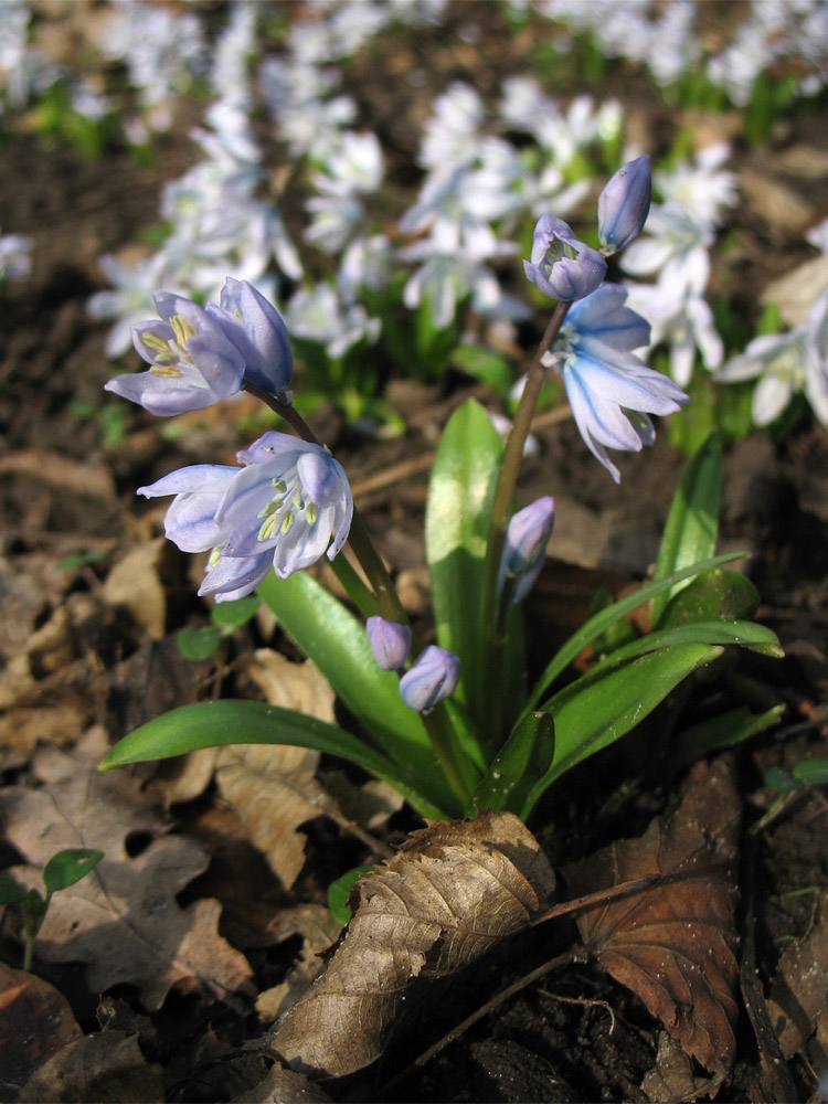 Изображение особи Scilla mischtschenkoana.