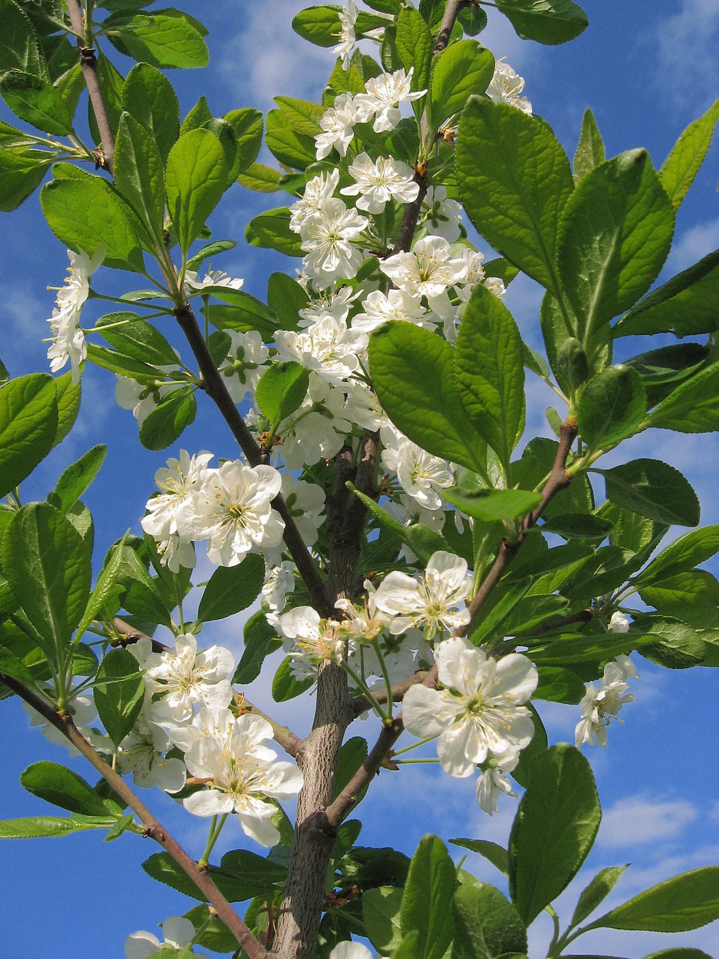 Изображение особи Prunus domestica.