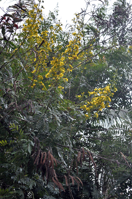 Image of Senna siamea specimen.