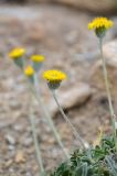 Erigeron cabulicus