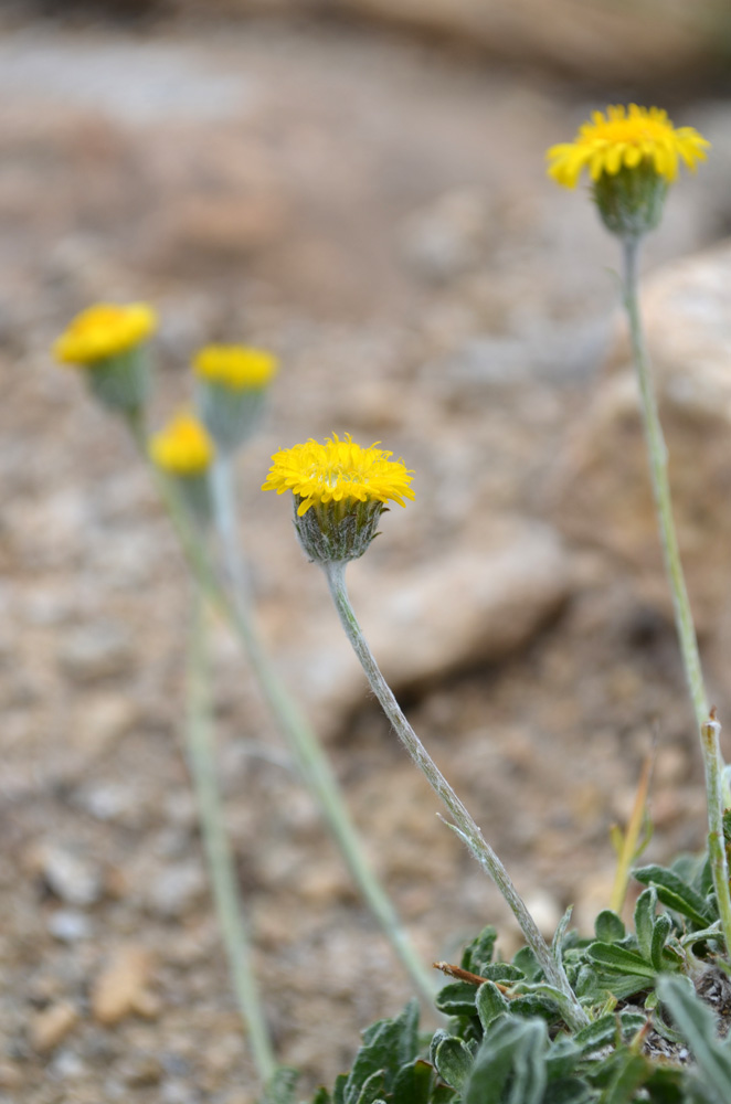 Изображение особи Erigeron cabulicus.