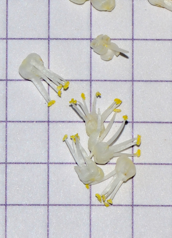 Image of Dasylirion wheeleri specimen.