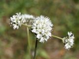 Gypsophila cephalotes. Соцветия. Кыргызстан, Нарынская обл., левый берег р. Нарын, долина руч. Бурган-Суу. 11.07.2015.