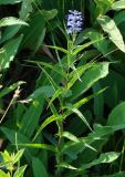 Veronica longifolia