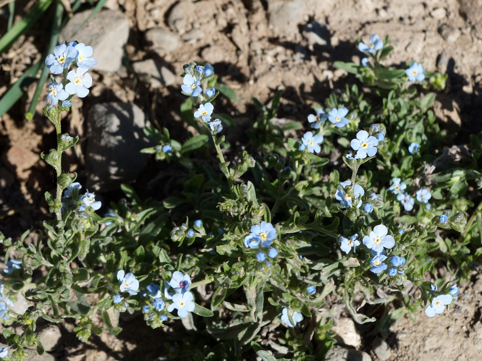 Изображение особи семейство Boraginaceae.