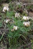 genus Astragalus