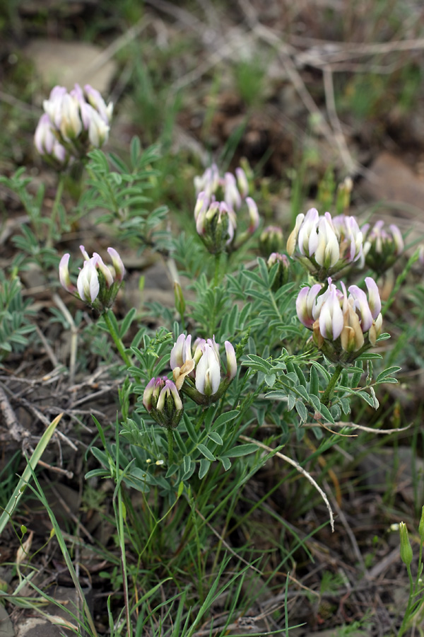 Image of genus Astragalus specimen.