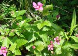 Rubus arcticus