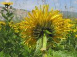 Inula grandiflora. Верхушка побега с соцветием (вид со стороны обёртки). Адыгея, Кавказский биосферный заповедник, гора Гузерипль, ≈ 1900 м н.у.м., субальпийский луг на склоне горы. 26.07.2015.