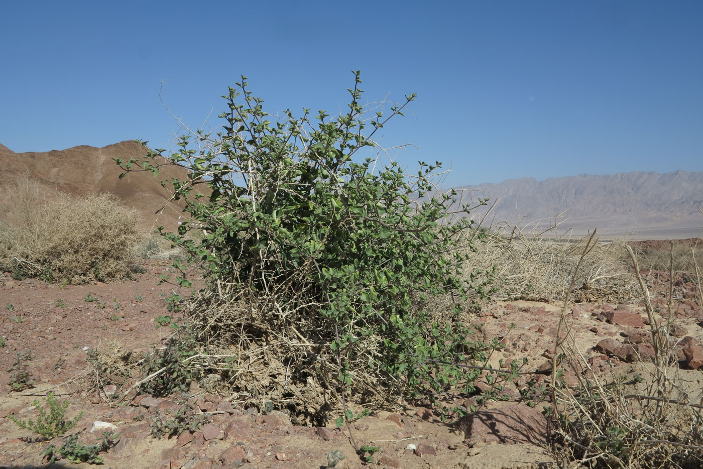Image of Commicarpus helenae specimen.