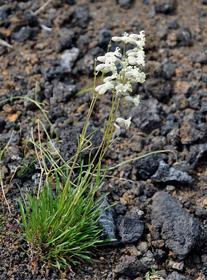 Image of Silene chamarensis specimen.