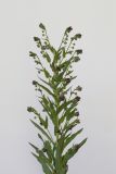 Cynoglossum officinale. Цветущее растение. Республика Молдова, пригород Кишинёва. 17 мая 2009 г.