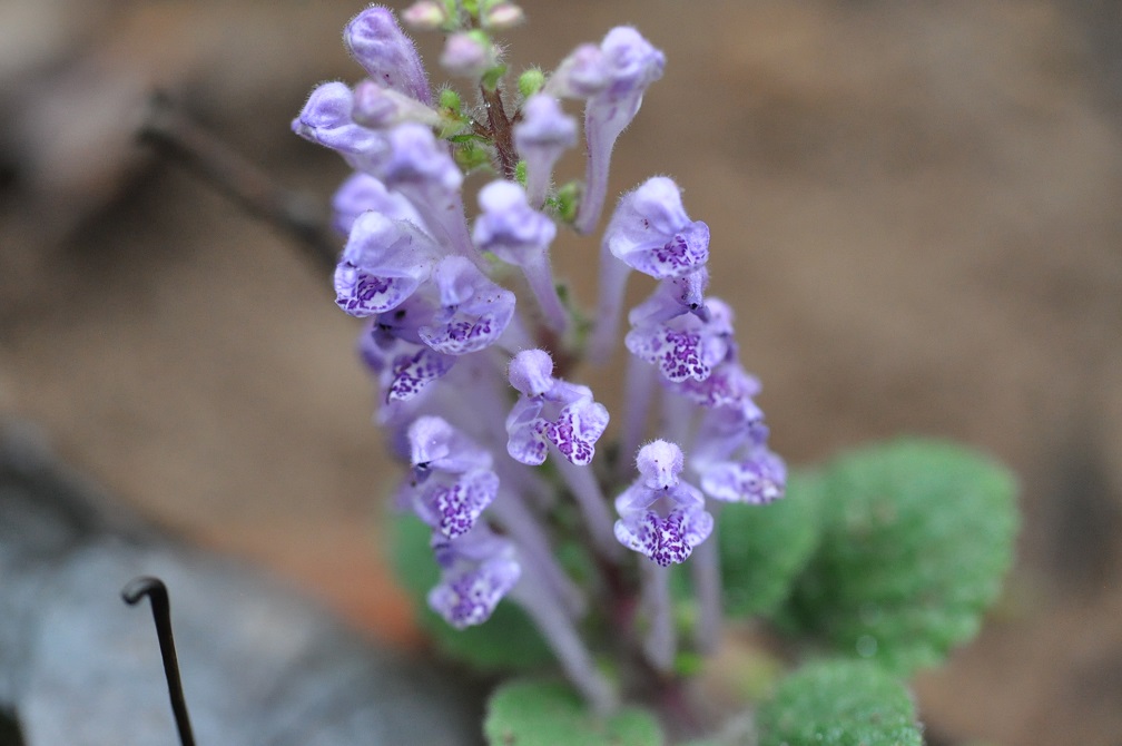 Изображение особи Scutellaria indica.