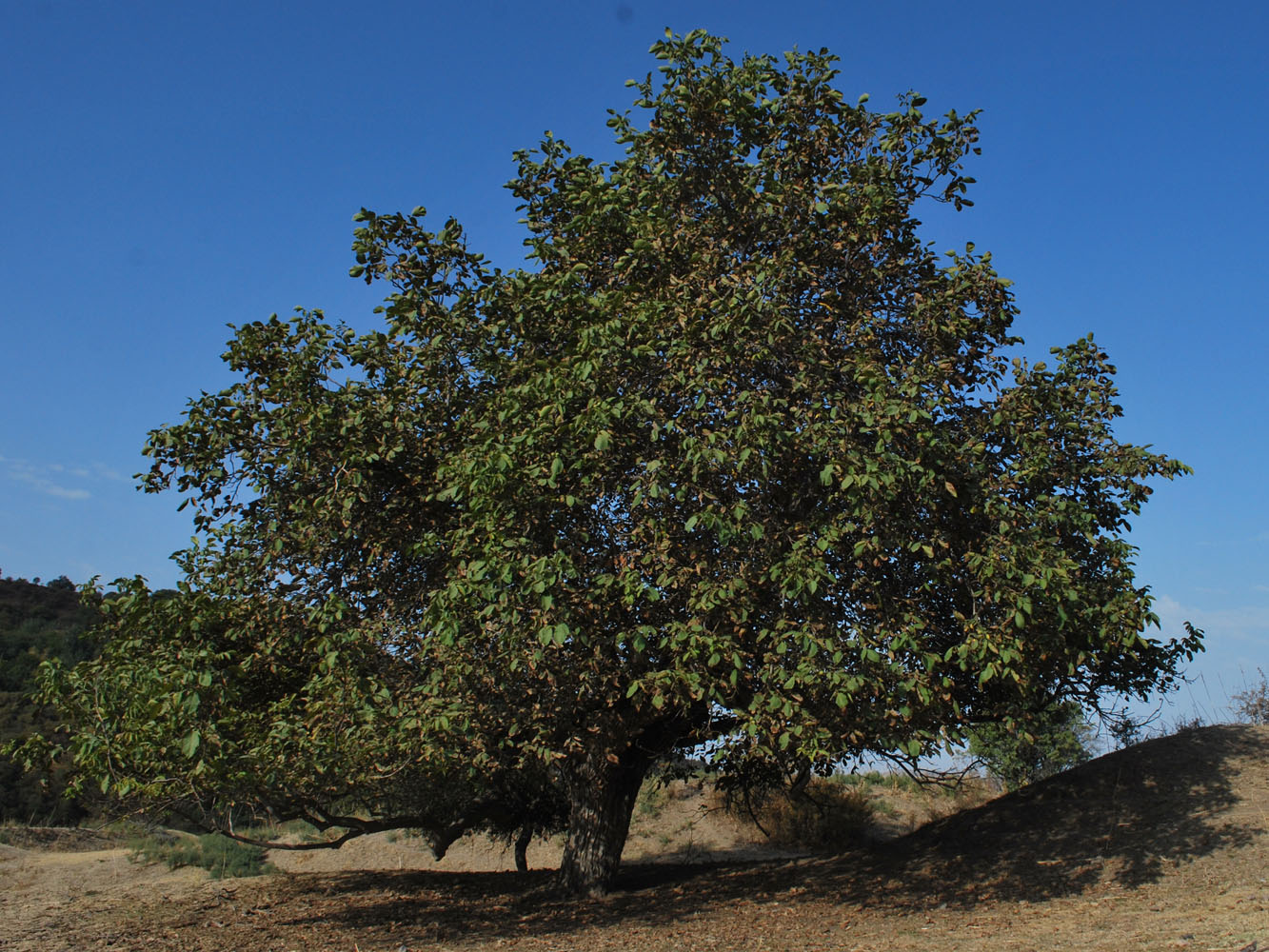 Изображение особи Juglans regia.