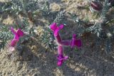 Oxytropis lanata