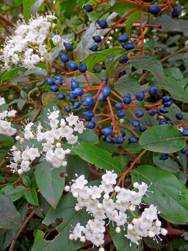 Изображение особи Viburnum tinus.