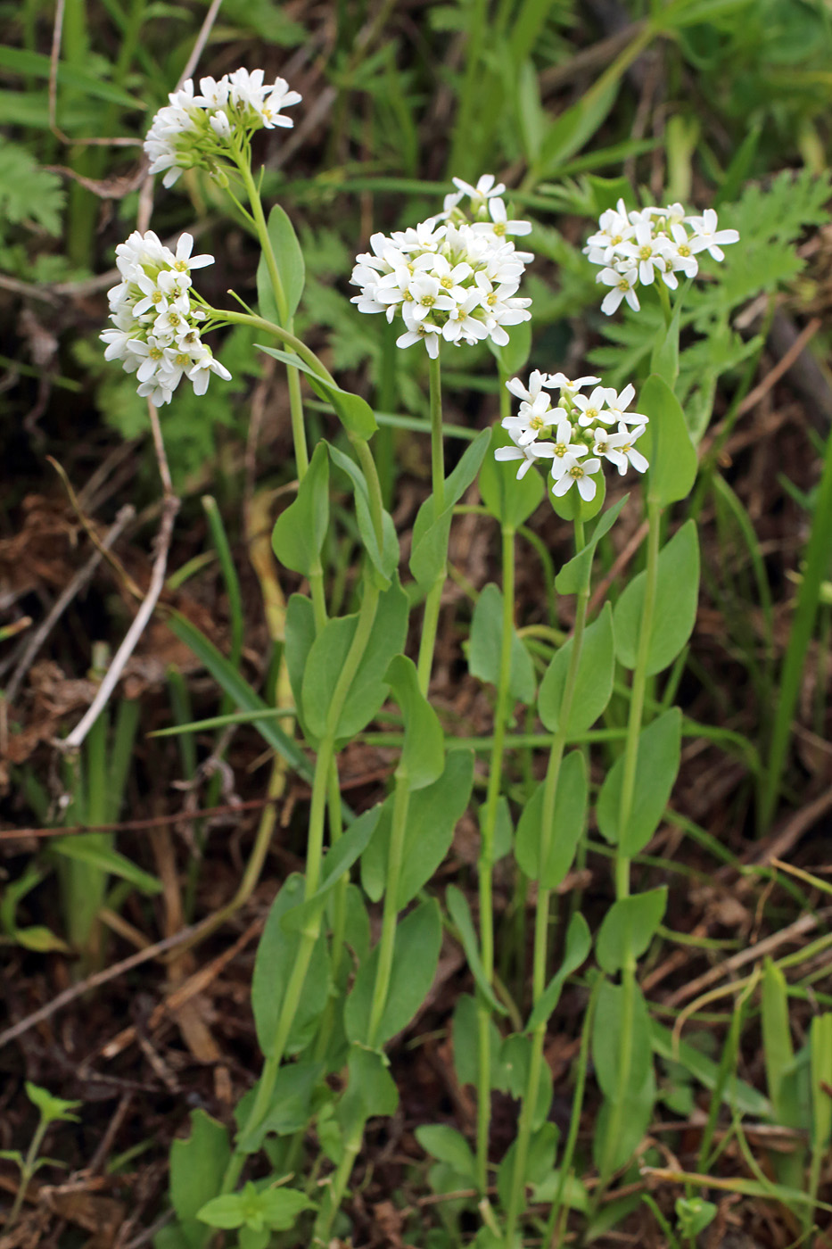 Изображение особи Noccaea ferganensis.