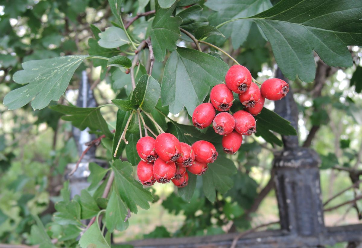 Image of Crataegus monogyna specimen.