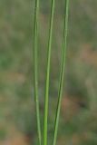 Stipa pontica