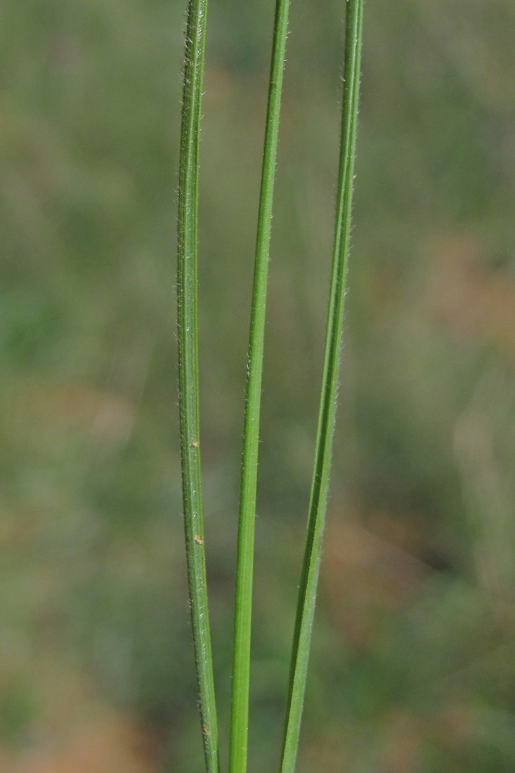 Изображение особи Stipa pontica.