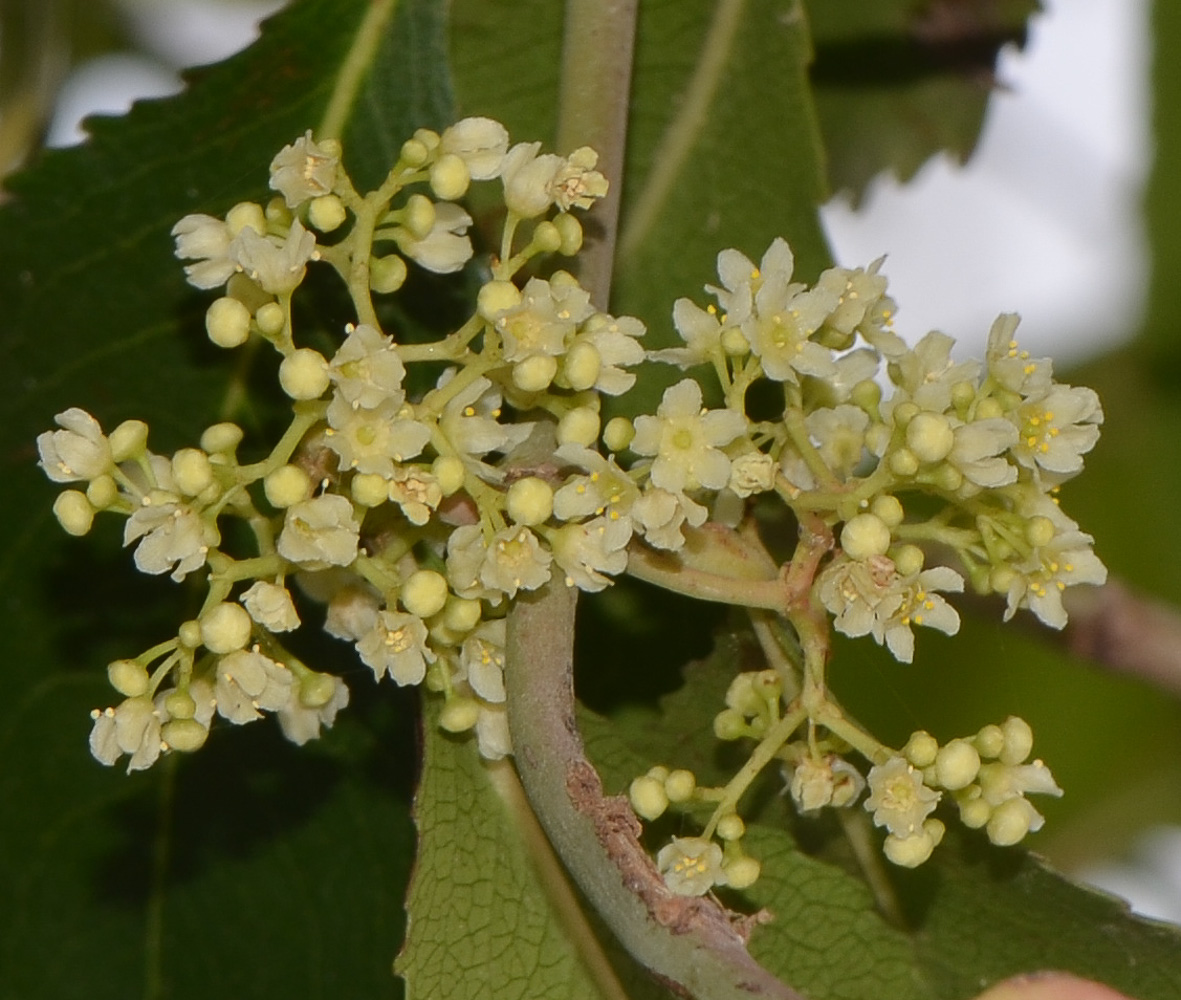 Изображение особи Catha edulis.