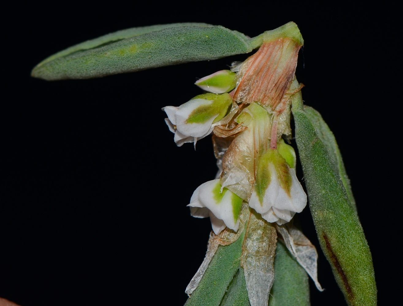 Изображение особи Polygonum maritimum.