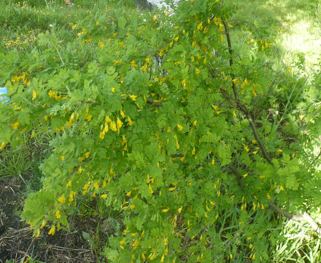 Изображение особи Caragana arborescens.