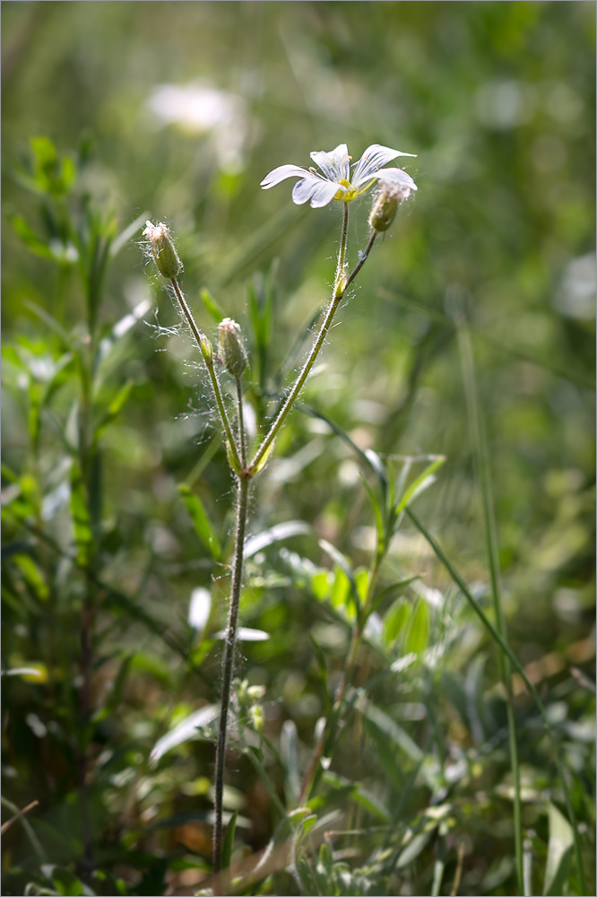 Image of Cerastium arvense specimen.