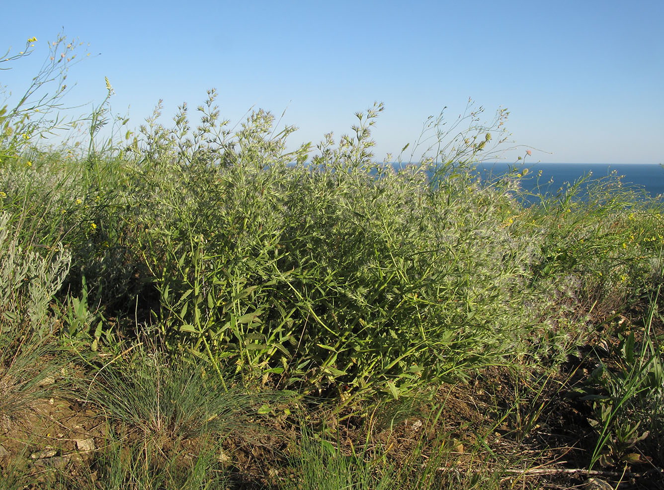 Image of Nepeta parviflora specimen.