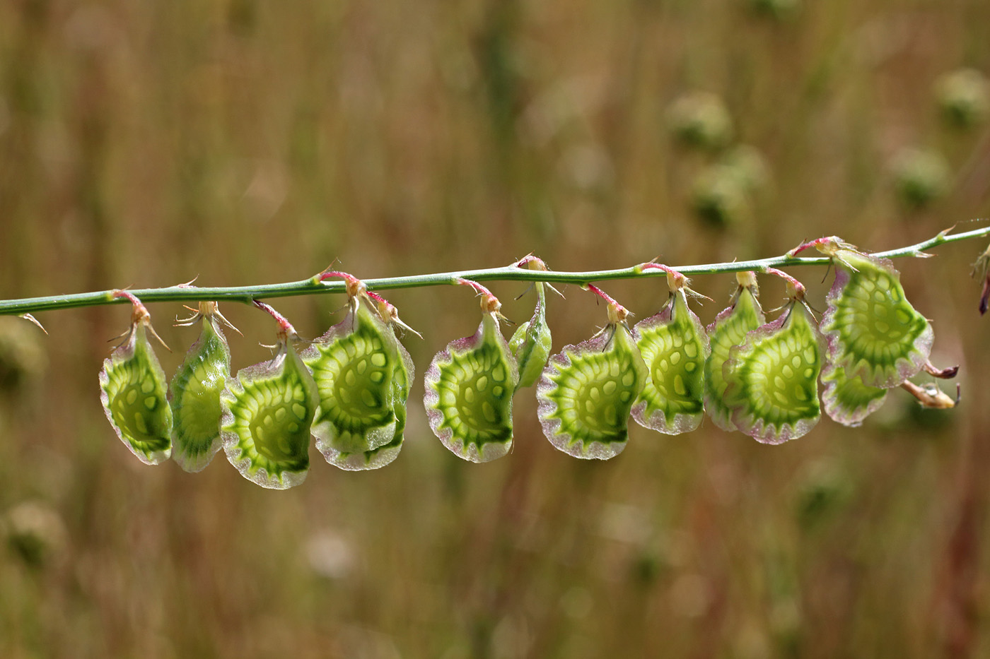 Изображение особи Onobrychis pulchella.