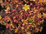 Cotinus coggygria. Часть мужского соцветия. ФРГ, Нижняя Саксония, Ольденбург, ботанический сад Ольденбургского университета. 19 мая 2007 г.
