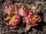 Euphorbia komaroviana