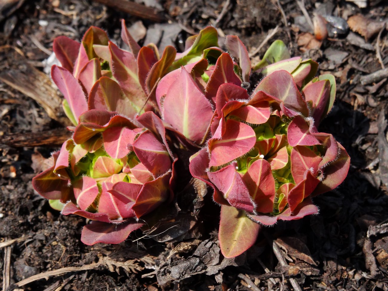 Image of Euphorbia komaroviana specimen.