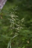 Trisetum umbratile. Верхушка цветущего растения. Приморский край, Находкинский городской округ, окр. пос. Авангард, в дубовом лесу. 05.07.2016.