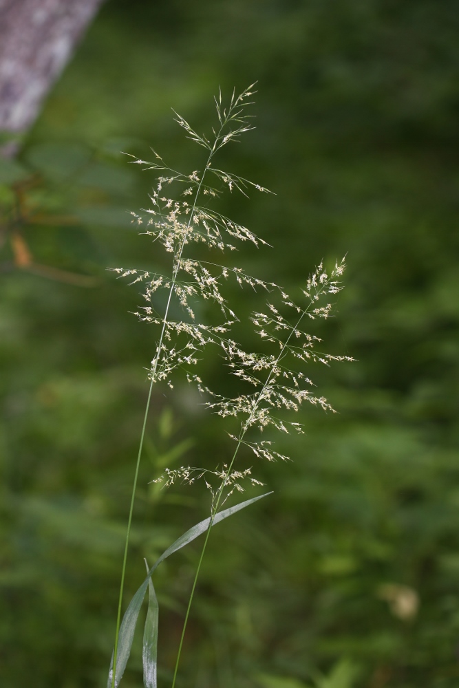 Изображение особи Trisetum umbratile.