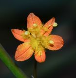 Bulbine frutescens