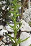 Salsola tragus