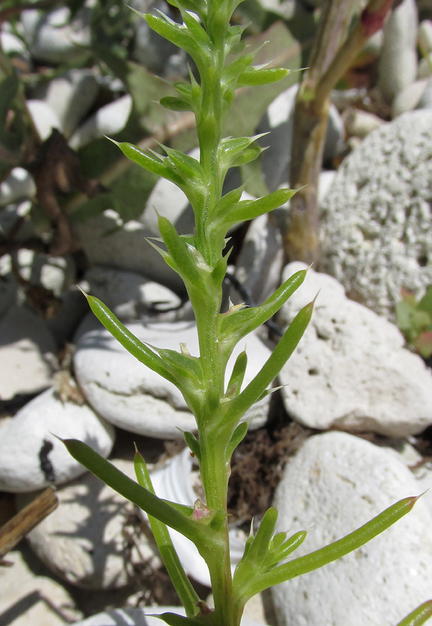 Изображение особи Salsola tragus.