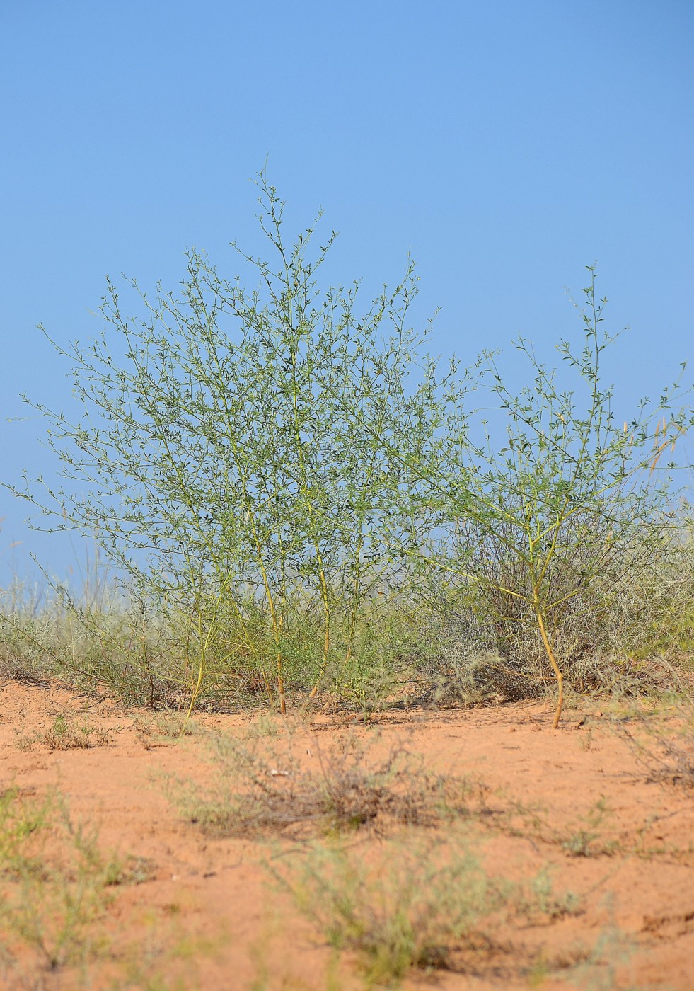 Изображение особи Melilotus polonicus.