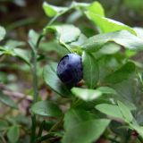 Vaccinium myrtillus